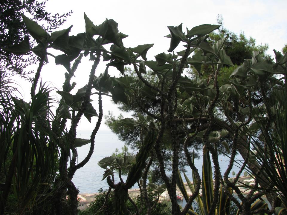 Monaco botanički vrt
